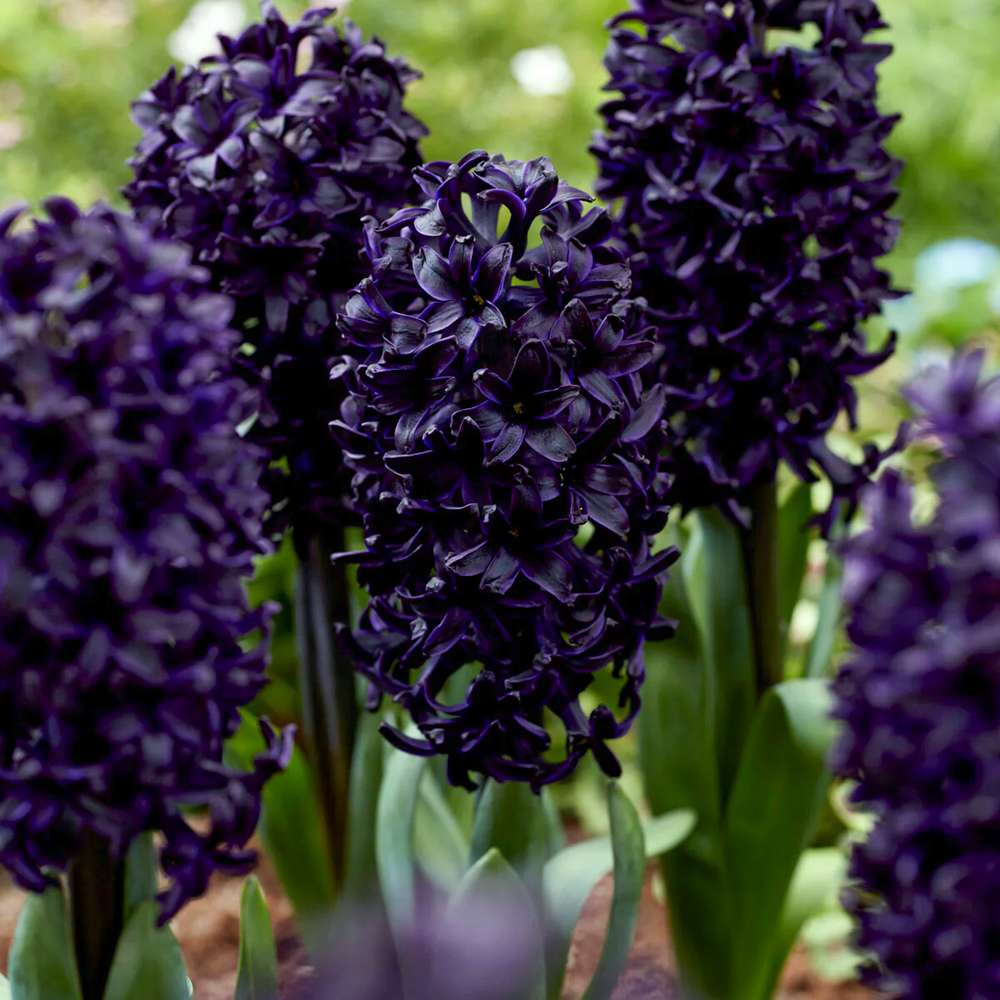 Hyacint 'Midnight Sky'